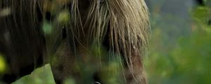 Preview wallpaper horse, animal, grass, blur