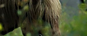 Preview wallpaper horse, animal, grass, blur