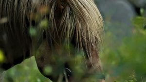 Preview wallpaper horse, animal, grass, blur