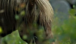 Preview wallpaper horse, animal, grass, blur