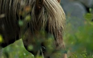 Preview wallpaper horse, animal, grass, blur