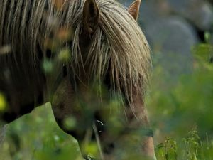 Preview wallpaper horse, animal, grass, blur