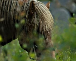 Preview wallpaper horse, animal, grass, blur