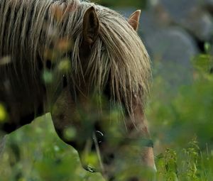 Preview wallpaper horse, animal, grass, blur