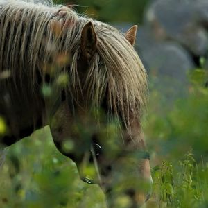 Preview wallpaper horse, animal, grass, blur