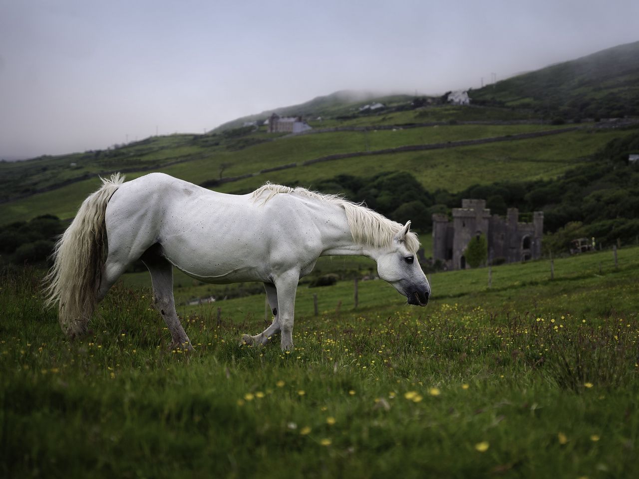1280x960 Wallpaper horse, animal, grass, meadow, field