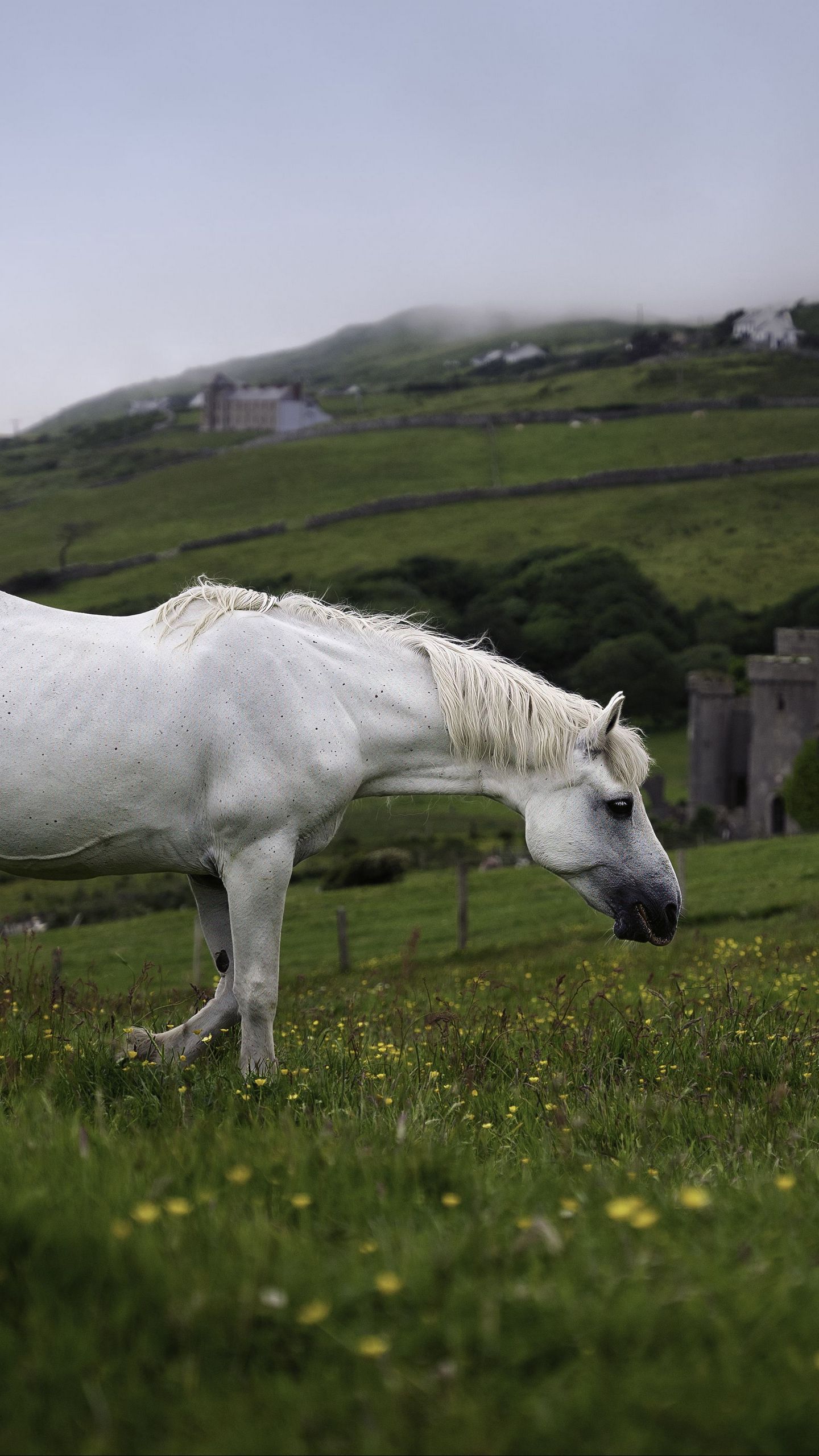 1440x2560 Wallpaper horse, animal, grass, meadow, field