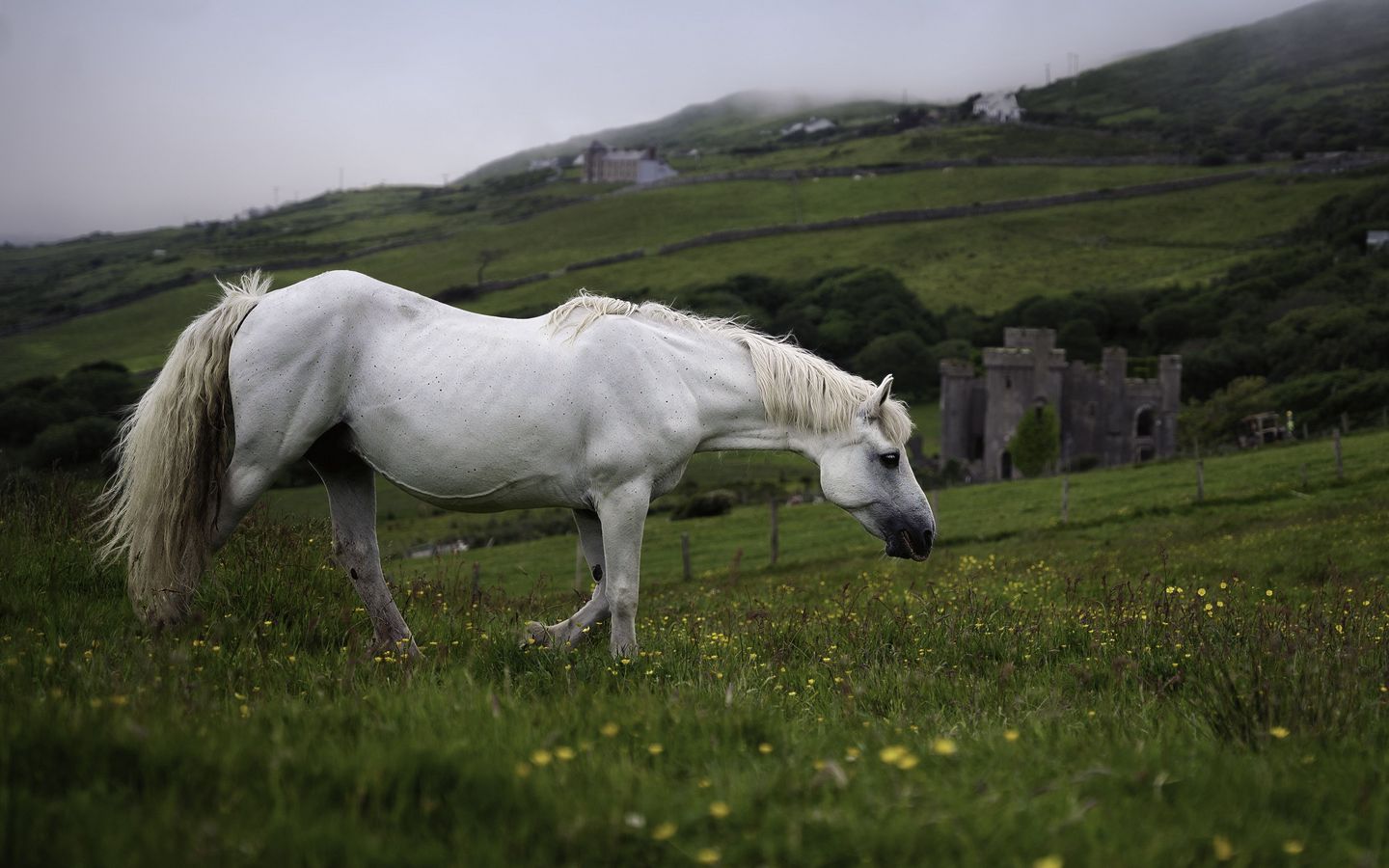 1440x900 Wallpaper horse, animal, grass, meadow, field