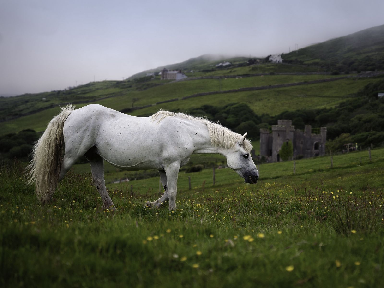 1600x1200 Wallpaper horse, animal, grass, meadow, field
