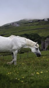 Preview wallpaper horse, animal, grass, meadow, field