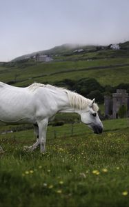 Preview wallpaper horse, animal, grass, meadow, field