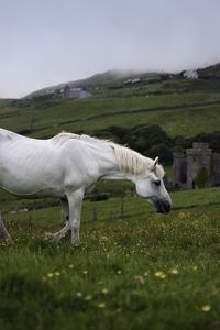 Preview wallpaper horse, animal, grass, meadow, field