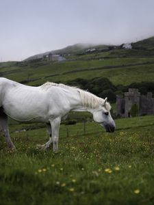 Preview wallpaper horse, animal, grass, meadow, field