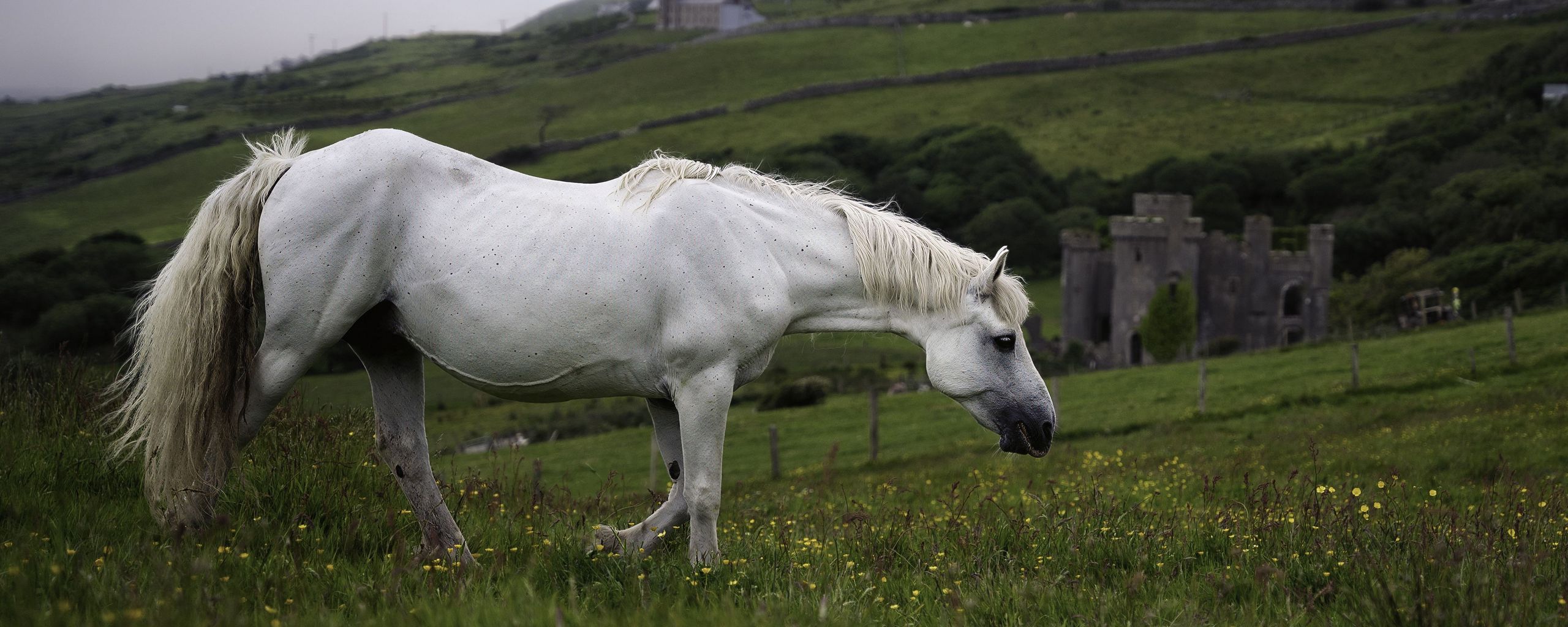 2560x1024 Wallpaper horse, animal, grass, meadow, field