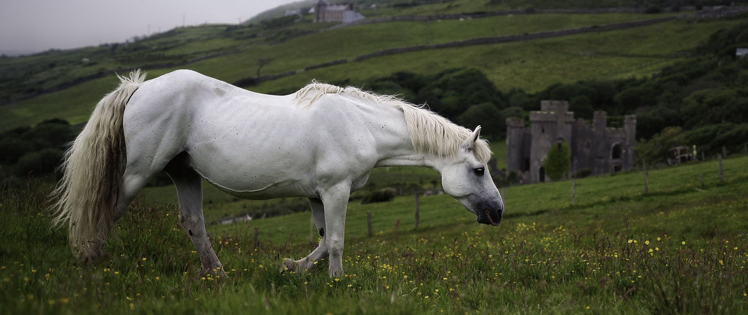 2560x1080 Wallpaper horse, animal, grass, meadow, field