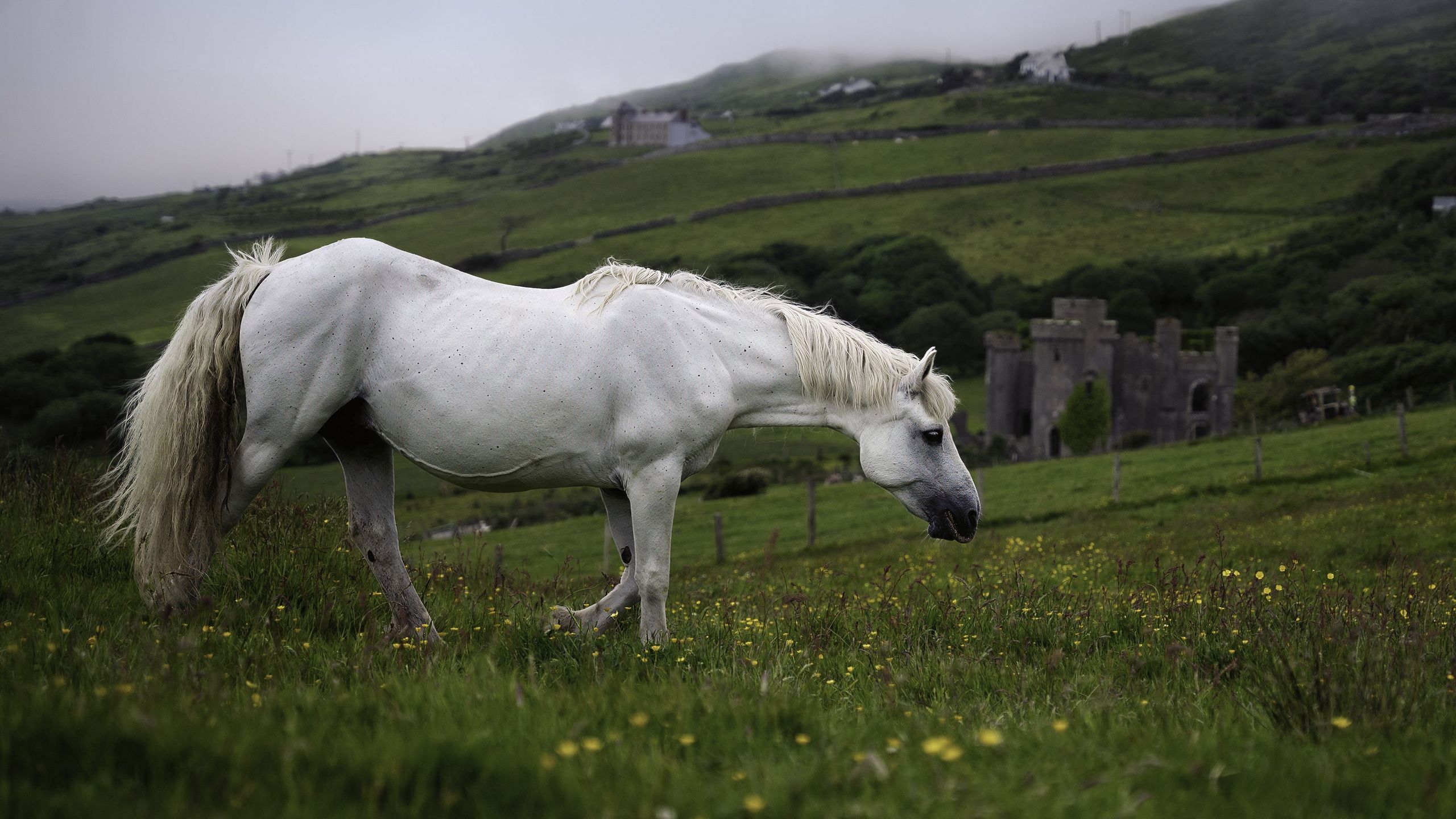 2560x1440 Wallpaper horse, animal, grass, meadow, field