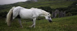 Preview wallpaper horse, animal, grass, meadow, field