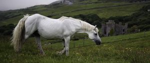 Preview wallpaper horse, animal, grass, meadow, field