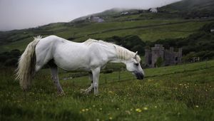 Preview wallpaper horse, animal, grass, meadow, field