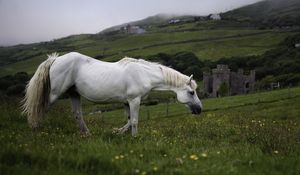 Preview wallpaper horse, animal, grass, meadow, field