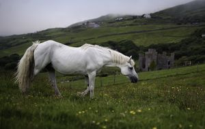 Preview wallpaper horse, animal, grass, meadow, field