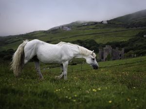 Preview wallpaper horse, animal, grass, meadow, field