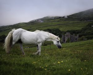 Preview wallpaper horse, animal, grass, meadow, field