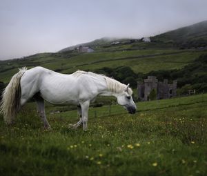 Preview wallpaper horse, animal, grass, meadow, field