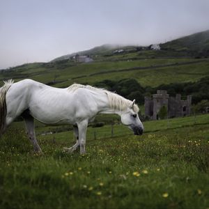 Preview wallpaper horse, animal, grass, meadow, field