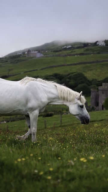360x640 Wallpaper horse, animal, grass, meadow, field
