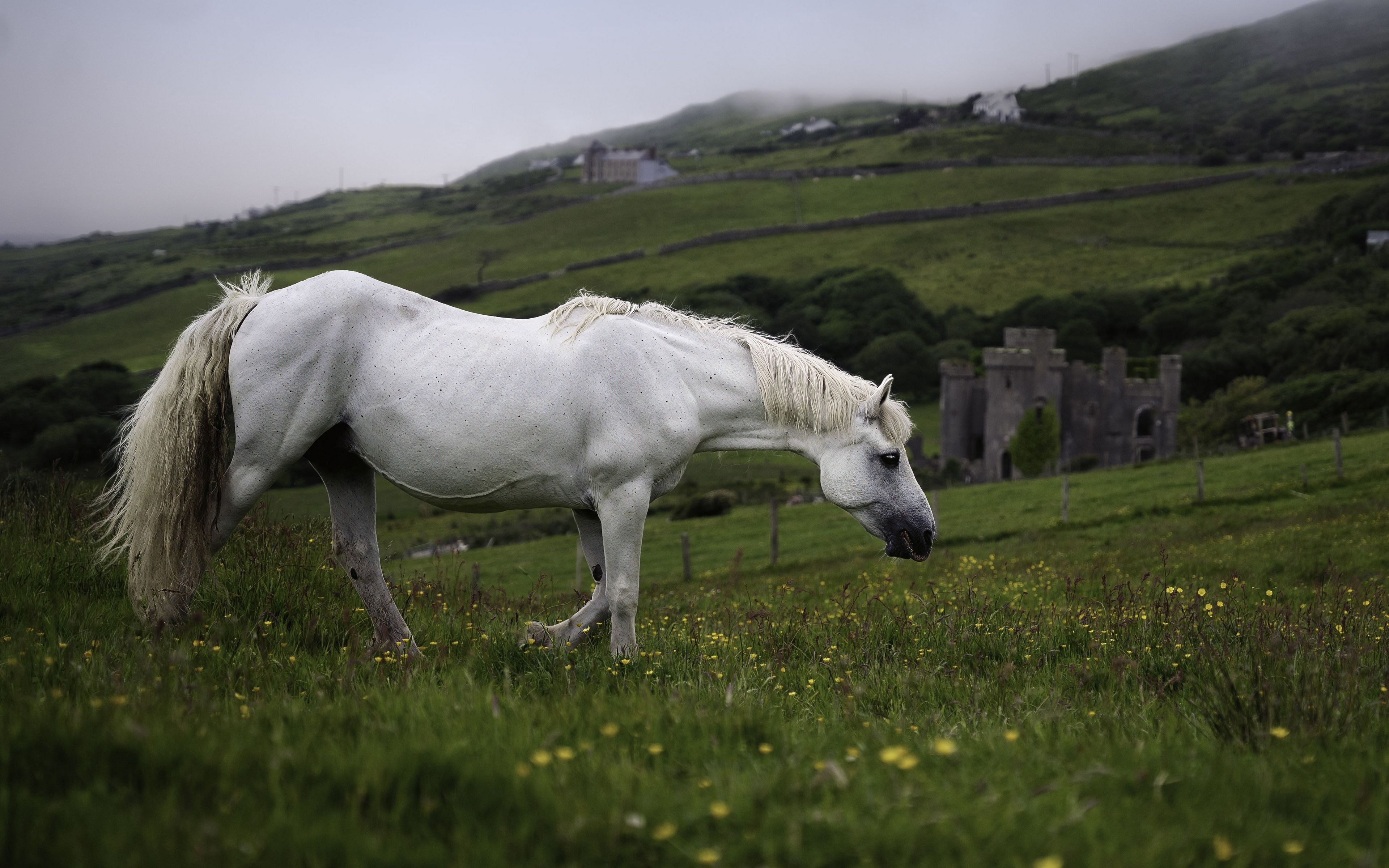 3840x2400 Wallpaper horse, animal, grass, meadow, field