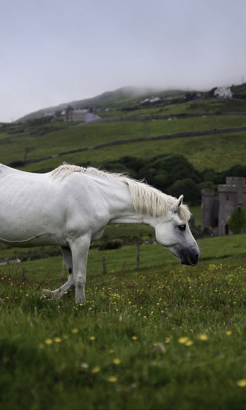 480x800 Wallpaper horse, animal, grass, meadow, field