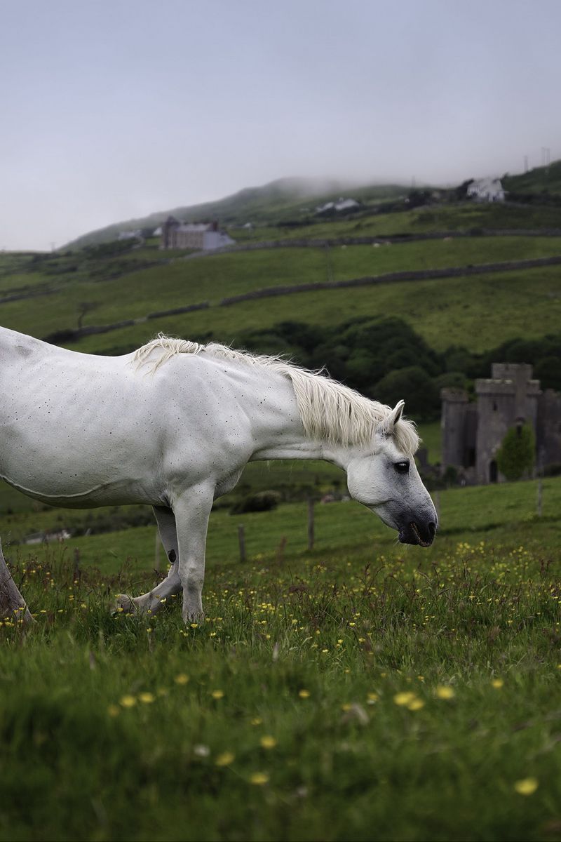 800x1200 Wallpaper horse, animal, grass, meadow, field