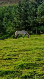 Preview wallpaper horse, animal, grass, field, trees