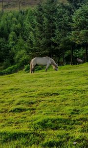 Preview wallpaper horse, animal, grass, field, trees