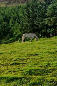 Preview wallpaper horse, animal, grass, field, trees