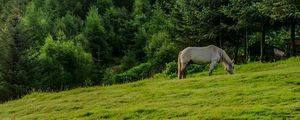 Preview wallpaper horse, animal, grass, field, trees