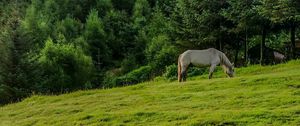 Preview wallpaper horse, animal, grass, field, trees