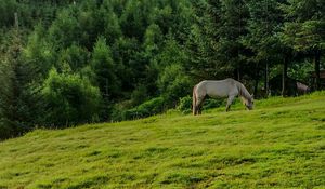 Preview wallpaper horse, animal, grass, field, trees