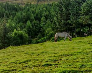 Preview wallpaper horse, animal, grass, field, trees