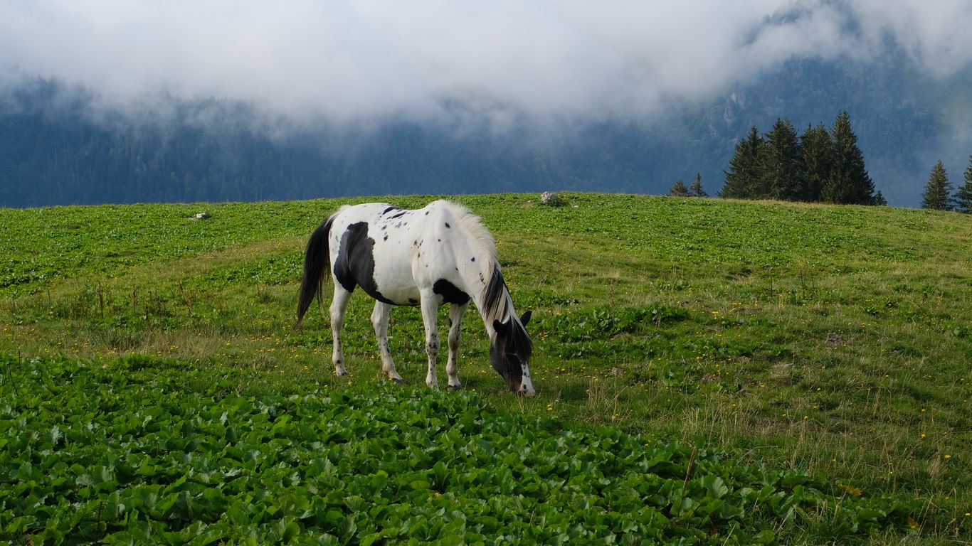 1366x768 Wallpaper horse, animal, grass, field, nature