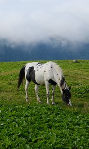 Preview wallpaper horse, animal, grass, field, nature