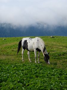 Preview wallpaper horse, animal, grass, field, nature