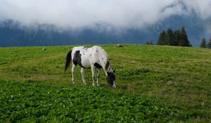 Preview wallpaper horse, animal, grass, field, nature