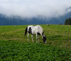 Preview wallpaper horse, animal, grass, field, nature