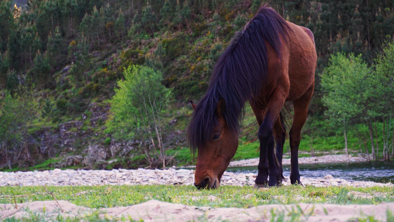 Wallpaper horse, animal, grass, wildlife