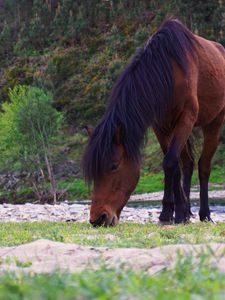 Preview wallpaper horse, animal, grass, wildlife