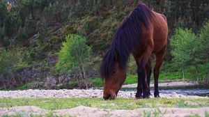 Preview wallpaper horse, animal, grass, wildlife