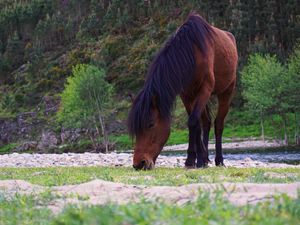 Preview wallpaper horse, animal, grass, wildlife