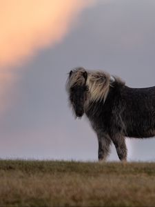 Preview wallpaper horse, animal, grass, sky
